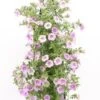 Wandhanger Met Minipetunia (Calibrachoa) Blauw H 50 Cm 1 Wandhanger Met Minipetunia (Calibrachoa) Blauw H 50 Cm -Tuin Planten Winkel 8717263566335 1