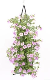 Wandhanger Met Minipetunia (Calibrachoa) Blauw H 50 Cm