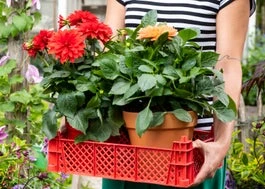 Dahlia (Dahlia 'Temptation Pink Bicolor') D 17 H 40 Cm 3 Dahlia (Dahlia 'Temptation Pink Bicolor') D 17 H 40 Cm