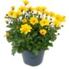 Tandzaad (Bidens Solaire Compact) D 17 H 20 Cm -Tuin Planten Winkel 8717263567950