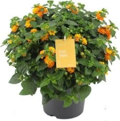 Wisselbloem (Lantana Camara 'Simon Orange') D 23 H 50 Cm