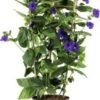 Struik Thunbergia (Thunbergia Battiscombei) D 23 H 100 Cm -Tuin Planten Winkel 8717263569510