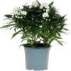 Herfstaster (Aster Novi-belgii 'Starletta Serie White') D 12 H 30 Cm 2 Herfstaster (Aster Novi-belgii 'Starletta Serie White') D 12 H 30 Cm -Tuin Planten Winkel 8717263571223