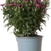 Herfstaster (Aster Novi-belgii 'Starletta Serie Red') D 12 H 30 Cm 1 Herfstaster (Aster Novi-belgii 'Starletta Serie Red') D 12 H 30 Cm -Tuin Planten Winkel 8717263571254