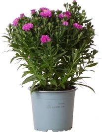 Herfstaster (Aster Novi-belgii 'Starletta Serie Pink') D 12 H 30 Cm