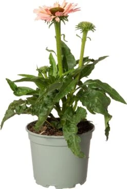 Zonnehoed (Echinacea Purpurea 'Sunseekers Salmon') D 17 H 40 Cm