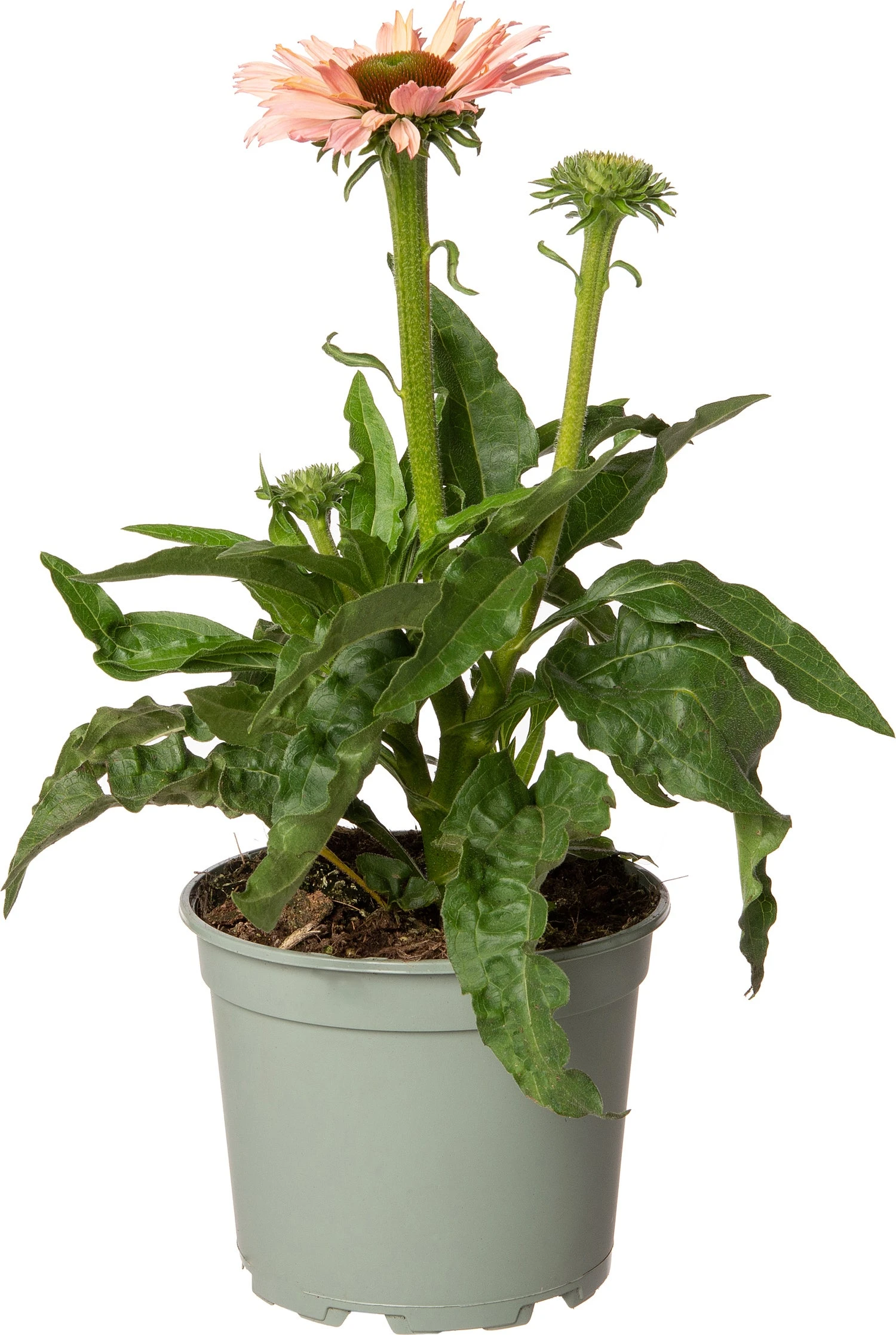 Zonnehoed (Echinacea Purpurea 'Sunseekers Salmon') D 17 H 40 Cm 3 Zonnehoed (Echinacea Purpurea 'Sunseekers Salmon') D 17 H 40 Cm