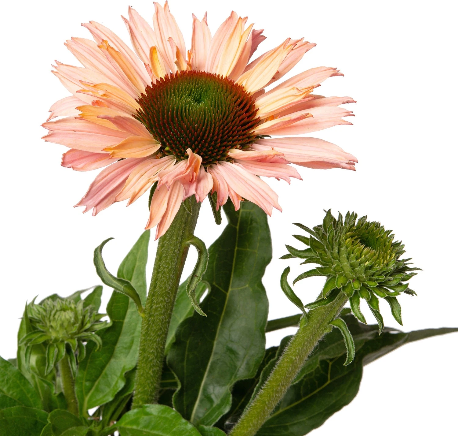 Zonnehoed (Echinacea Purpurea 'Sunseekers Salmon') D 17 H 40 Cm 4 Zonnehoed (Echinacea Purpurea 'Sunseekers Salmon') D 17 H 40 Cm - Afbeelding 2