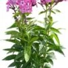 Vlambloem (Phlox Paniculata 'Evi') D 17 H 30 Cm 1 Vlambloem (Phlox Paniculata 'Evi') D 17 H 30 Cm -Tuin Planten Winkel 8717263575160