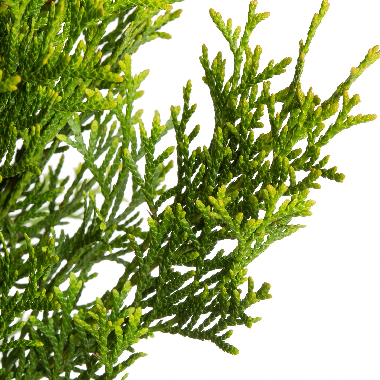 Levensboom (Thuja Occidentalis 'Smaragd') D 17 H 60 Cm 4 Levensboom (Thuja Occidentalis 'Smaragd') D 17 H 60 Cm - Afbeelding 2