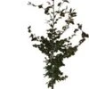 Rode Beuk (Fagus Sylvatica 'Atropunicea') D 17 H 60 Cm -Tuin Planten Winkel 8717263584728 0