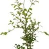 Beuk (Fagus Sylvatica) D 23 H 125 Cm -Tuin Planten Winkel 8717263584742