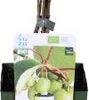 Biologische Kiwibes (Actinidia Arguta 'Issai') D 13 H 40 Cm 1 Biologische Kiwibes (Actinidia Arguta 'Issai') D 13 H 40 Cm -Tuin Planten Winkel 8717263584926 1