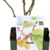 Biologische Zelfbestuivende Kiwi (Actinidia Deliciosa 'Jenny') D 13 H 40 Cm 1 Biologische Zelfbestuivende Kiwi (Actinidia Deliciosa 'Jenny') D 13 H 40 Cm -Tuin Planten Winkel 8717263584933 1