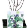 Biologische Blauwe Honingbes (Lonicera Kamtschatica 'Duet ®') D 13 H 40 Cm -Tuin Planten Winkel 8717263584957 1