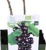 Biologische Zwarte Bes (Ribes Nigrum 'Titania') D 13 H 40 Cm 1 Biologische Zwarte Bes (Ribes Nigrum 'Titania') D 13 H 40 Cm -Tuin Planten Winkel 8717263585015 1