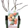 Biologische Gele Herfstframboos (Rubus Idaeus 'Autumn Amber®') D 13 H 40 Cm -Tuin Planten Winkel 8717263585121 1