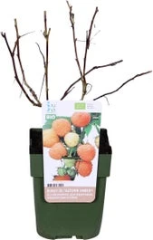 Biologische Gele Herfstframboos (Rubus Idaeus 'Autumn Amber®') D 13 H 40 Cm