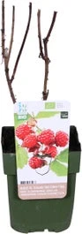 Biologische Herfst- En Zomerframboos (Rubus Idaeus Twotimer 'Sugana-s-* Red') D 13 H 40 Cm