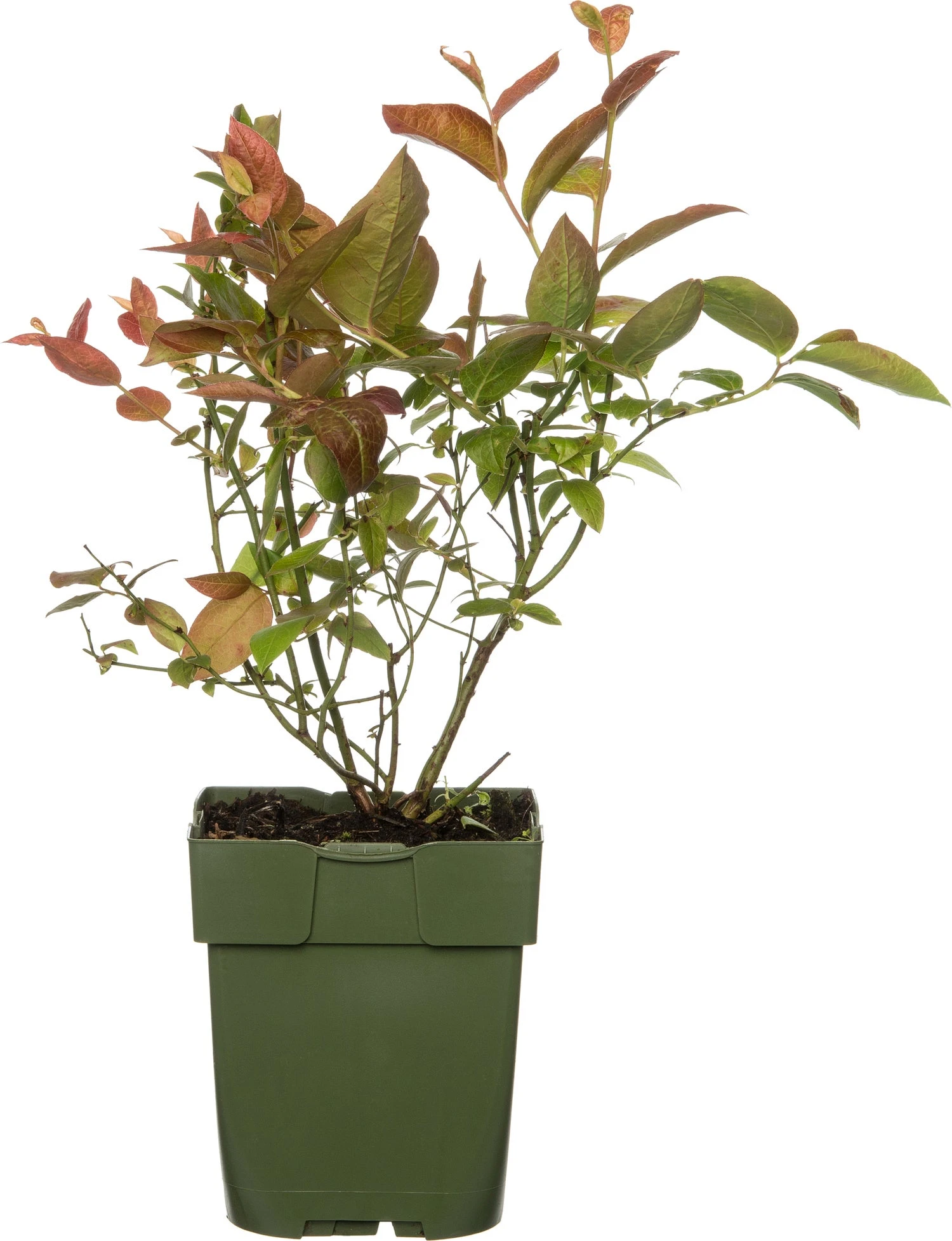 Intratuin Biologische Blauwe Bes (Vaccinium Corymbosum 'Bluecrop') D 13 H 45 Cm 3 Intratuin Biologische Blauwe Bes (Vaccinium Corymbosum 'Bluecrop') D 13 H 45 Cm