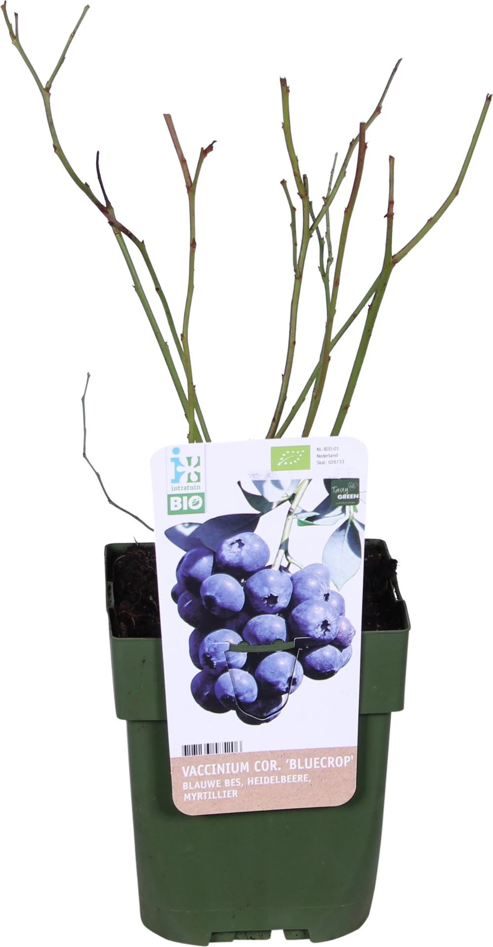 Intratuin Biologische Blauwe Bes (Vaccinium Corymbosum 'Bluecrop') D 13 H 45 Cm 4 Intratuin Biologische Blauwe Bes (Vaccinium Corymbosum 'Bluecrop') D 13 H 45 Cm - Afbeelding 2