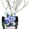 Biologische Blauwe Bes (Vaccinium Corymbosum 'Brigitta Blue') D 13 H 40 Cm -Tuin Planten Winkel 8717263585213 1