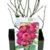 Biologische Blauwe Bes (Vaccinium Corymbosum 'Pink Lemonade®') D 13 H 40 Cm -Tuin Planten Winkel 8717263585237 1