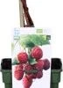 Biologische Herfstframboos (Rubus Idaeus 'Heritage') D 19 H 60 Cm 2 Biologische Herfstframboos (Rubus Idaeus 'Heritage') D 19 H 60 Cm -Tuin Planten Winkel 8717263585275 1