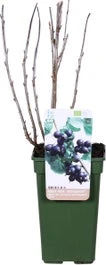 Biologische Zwarte Bes (Ribes Nigrum 'Jostaberry') D 19 H 60 Cm