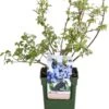 Biologische Blauwe Bes (Vaccinium Corymbosum 'Brigitta Blue') D 19 H 60 Cm -Tuin Planten Winkel 8717263585312 1