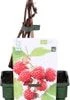 Biologische Herfst- En Zomerframboos (Rubus Idaeus 'Sugana Two-Timer® Red') D 19 H 60 Cm -Tuin Planten Winkel 8717263585329 1