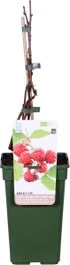 Biologische Herfst- En Zomerframboos (Rubus Idaeus 'Sugana Two-Timer® Red') D 19 H 60 Cm