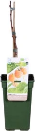 Biologische Herfst- En Zomerframboos (Rubus Idaeus 'Sugana Two-Timer® Yellow') D 19 H 60 Cm
