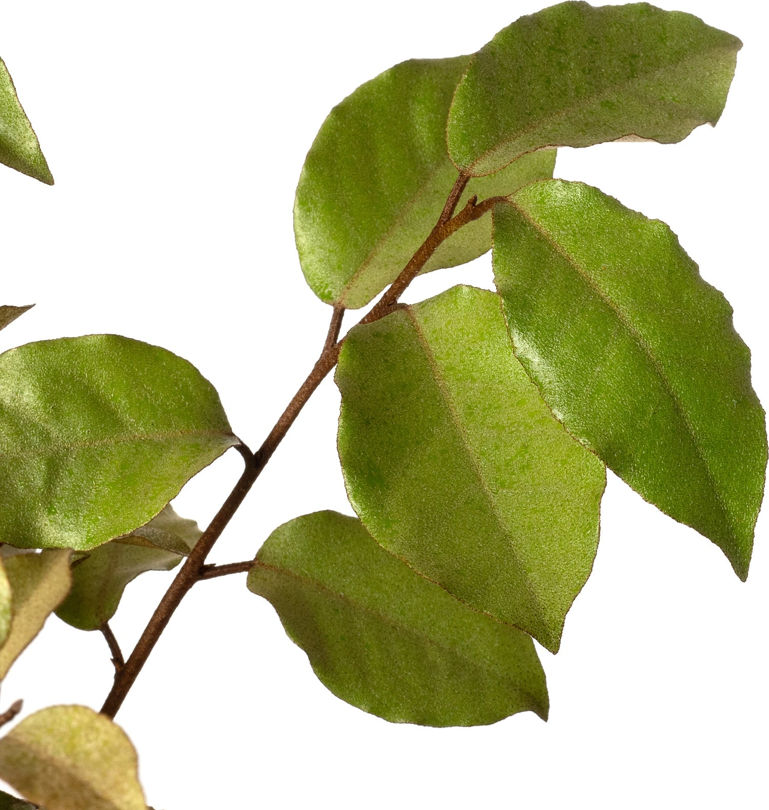 Olijfwilg (Elaeagnus Ebbingei 'Compacta') D 23 H 60 Cm 4 Olijfwilg (Elaeagnus Ebbingei 'Compacta') D 23 H 60 Cm - Afbeelding 2