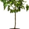 Vijg Op Stam (Ficus Carica) D 32 H 140 Cm 1 Vijg Op Stam (Ficus Carica) D 32 H 140 Cm -Tuin Planten Winkel 8717263592082 1
