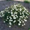 Steenanjer (Dianthus Deltoides 'White') D 9 H 10 Cm 1 Steenanjer (Dianthus Deltoides 'White') D 9 H 10 Cm -Tuin Planten Winkel 8717263628941