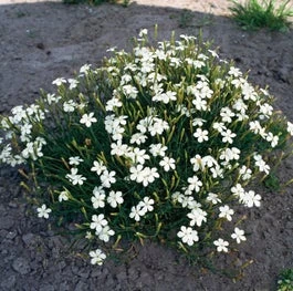 Steenanjer (Dianthus Deltoides 'White') D 9 H 10 Cm 3 Steenanjer (Dianthus Deltoides 'White') D 9 H 10 Cm