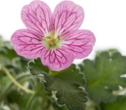 Reigersbek (Erodium Variabile Bishops Form) D 9 H 10 Cm 5 Reigersbek (Erodium Variabile Bishops Form) D 9 H 10 Cm -Tuin Planten Winkel 8717263628958 3