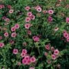 Ganzerik (Potentilla Nepalensis 'Ron Mc Beath') D 9 H 10 Cm -Tuin Planten Winkel 8717263628965
