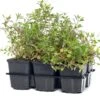 Zeepkruid (Saponaria Ocymoides) D 9 H 10 Cm 1 Zeepkruid (Saponaria Ocymoides) D 9 H 10 Cm -Tuin Planten Winkel 8717263628989