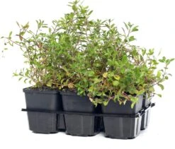 Zeepkruid (Saponaria Ocymoides) D 9 H 10 Cm