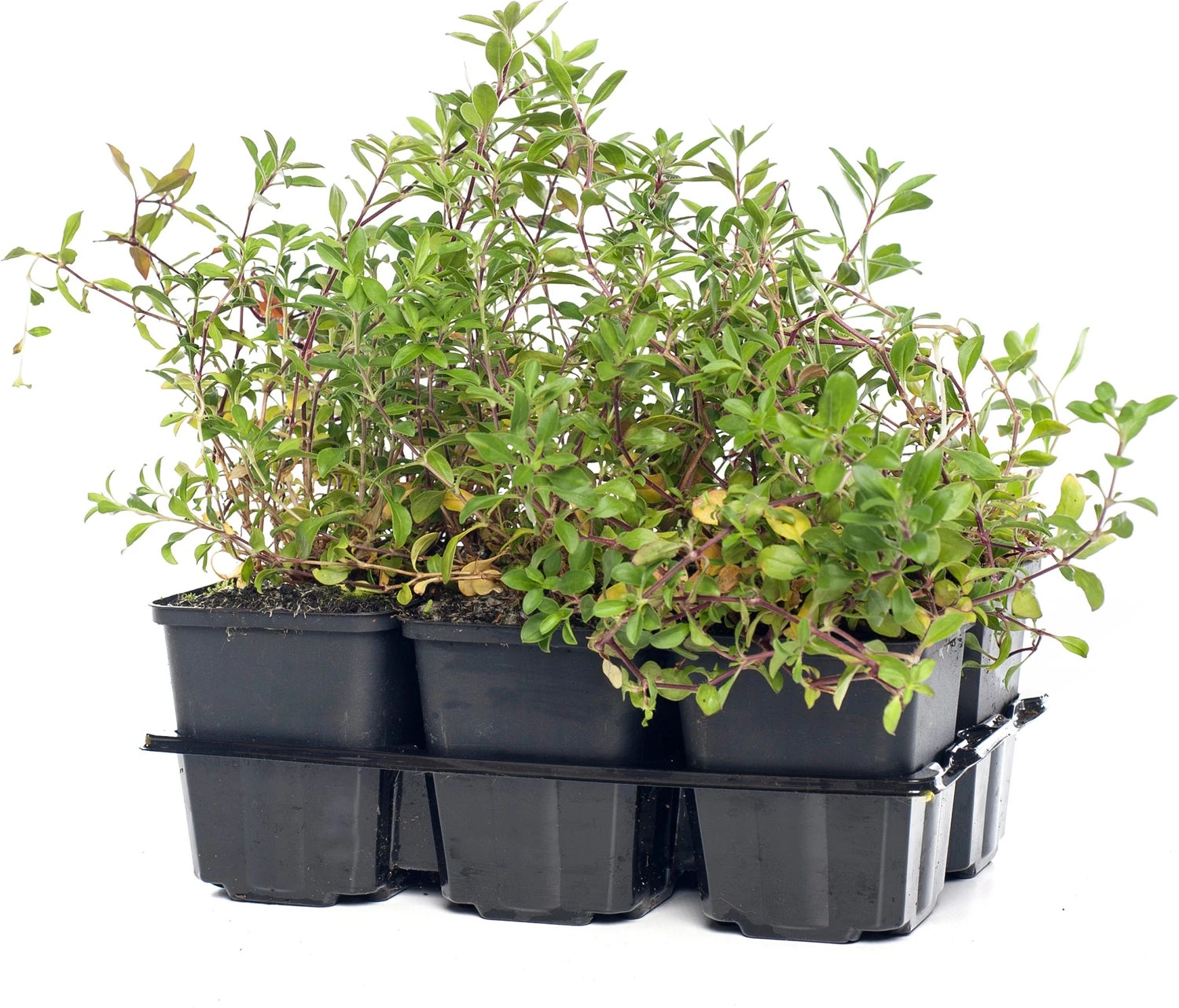 Zeepkruid (Saponaria Ocymoides) D 9 H 10 Cm 3 Zeepkruid (Saponaria Ocymoides) D 9 H 10 Cm