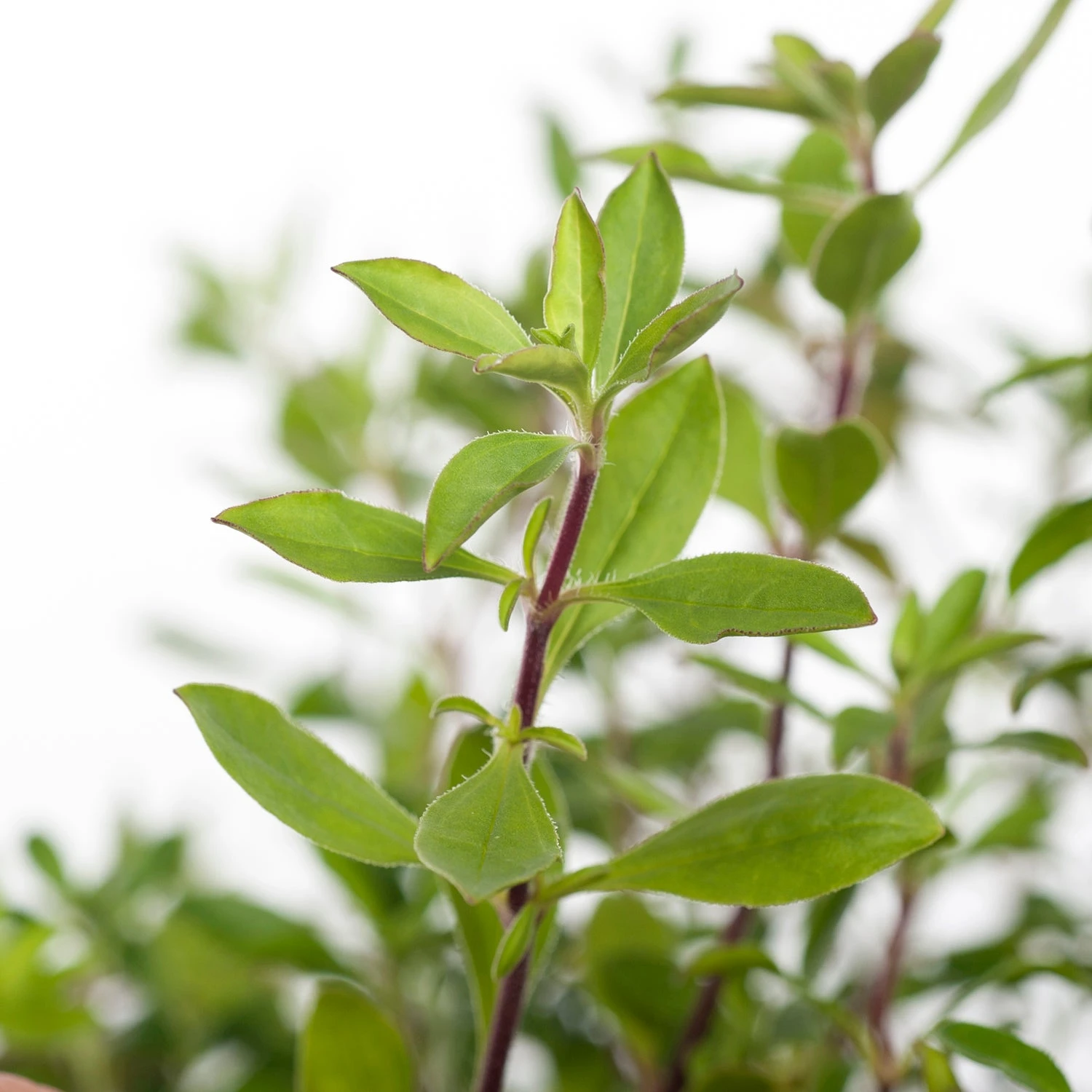 Zeepkruid (Saponaria Ocymoides) D 9 H 10 Cm 4 Zeepkruid (Saponaria Ocymoides) D 9 H 10 Cm - Afbeelding 2
