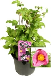 Herfstanemoon (Anemone Hupehensis 'Praecox') D 17 H 45 Cm 3 Herfstanemoon (Anemone Hupehensis 'Praecox') D 17 H 45 Cm