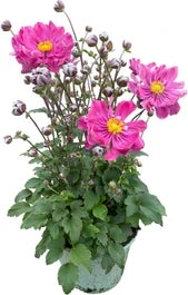 Herfstanemoon (Anemone Hupehensis 'Prinz Heinrich') D 17 H 50 Cm