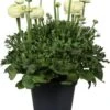 Ranonkel (Ranunculus Asiaticus 'Success') D 17 H 40 Cm 1 Ranonkel (Ranunculus Asiaticus 'Success') D 17 H 40 Cm -Tuin Planten Winkel 8717263631064