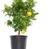 Mandarijn (Citrus Sinensis 'Calamondin') D 20 H 70 Cm -Tuin Planten Winkel 8717263658962 1
