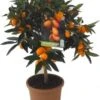 Chinese kumquat (Citrus Sinensis 'Kumquat') D 20 H 80 Cm -Tuin Planten Winkel 8717263659013