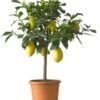 Citroenboom (Citrus Sinensis 'Limone') D 20 H 70 Cm 1 Citroenboom (Citrus Sinensis 'Limone') D 20 H 70 Cm -Tuin Planten Winkel 8717263659099 1