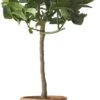 Limoenboom (Citrus Sinensis 'Lime' ) D 20 H 80 Cm -Tuin Planten Winkel 8717263659150 1 1